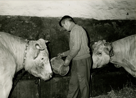 André Van Hecke, voederen van de koeien, Balegem,1983