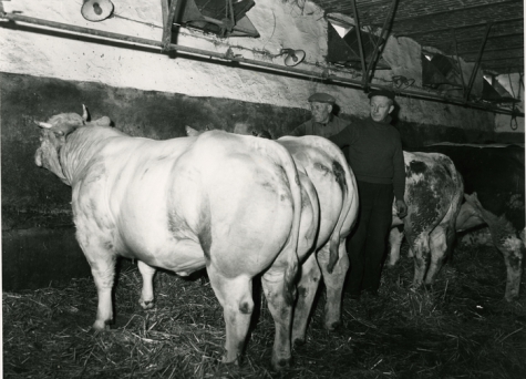 André Van Hecke en Bliki Césaer in de koeienstal, Balegem, 1978