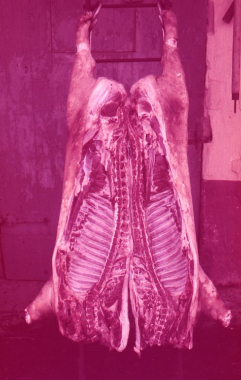 Slachten van een varken, Moortsele, jaren &#039;60