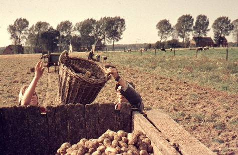 Aardappelen rooien, Oosterzele, jaren &#039;70