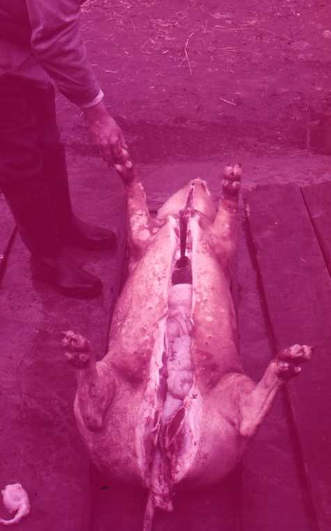 Slachten van het varken, Oosterzele, jaren &#039;60