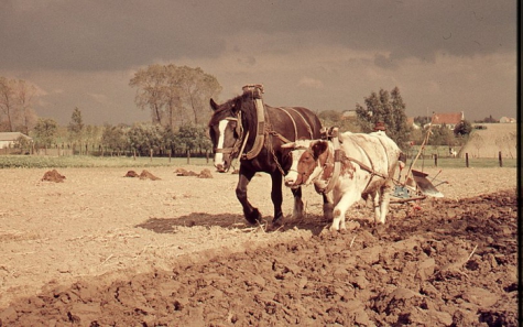Ploegen met koe en paard, Oosterzele, jaren &#039;60