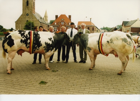 Belgische witblauw koeien, Zomerjaarmarkt, Sint-Lievens-Houtem, 2002