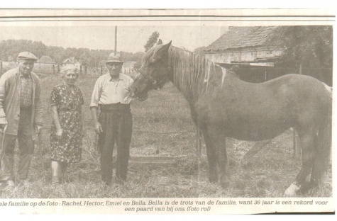 Het oudste paard van Landskouter Bella, Landskouter, 1976
