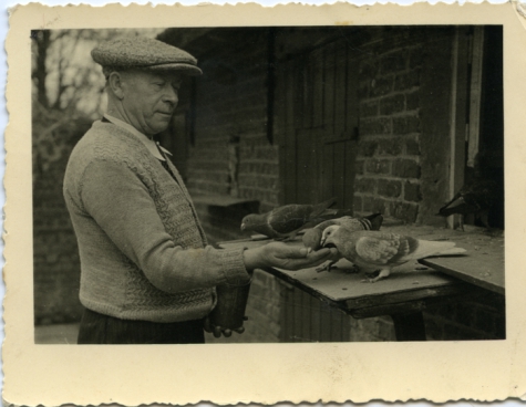 Dooreman Jozef aan duivenkot, Sint-Lievens-Houtem, 1951