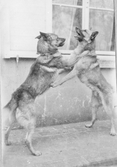 Honden aan kasteel Pycke, Melle, 1917