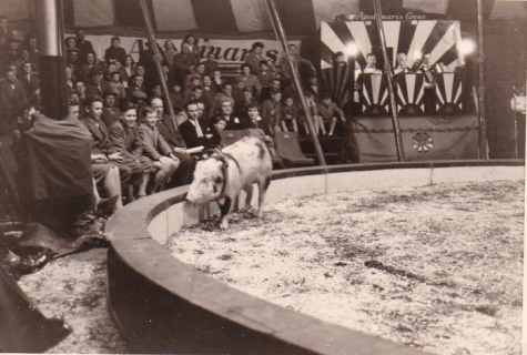 Toto en zijn varken, Circus Appolinaris, 1955