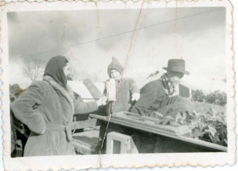 Het gezin Pieters laadt planten, Melle, 1951