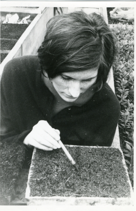 Lutgart Goethals aan het verspenen, Lochristi, 1967
