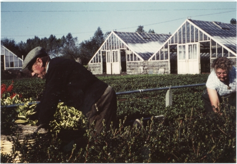 René Goethals op de bloemisterij, Lochristi, 1950-1980