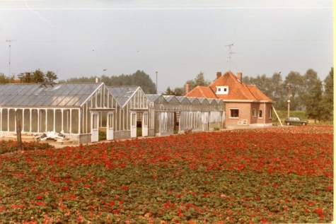 Bloemisterij Aelterman - Collin, Destelbergen, eind jaren 1970