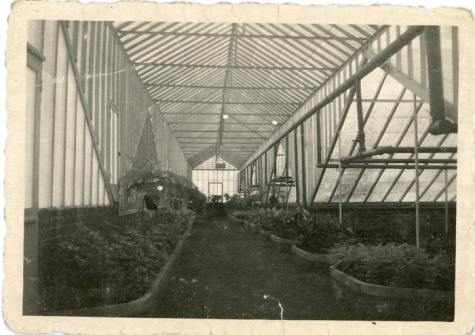 Moderne serre bloemisterij De Cooman, Merelbeke, jaren 1950
