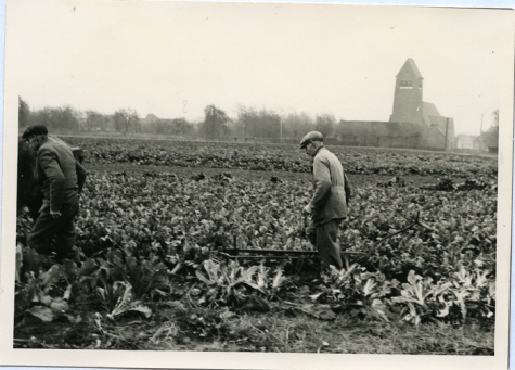 Jan De Pauw rooit witloofwortels, Sint-Lievens-Houtem, 1965

