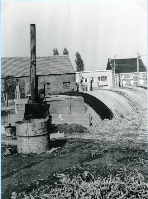 Witloof groeit op het witloofveld, Sint-Lievens-Houtem, 1950-1960
