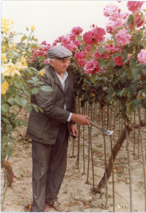 Arthur De Neve tussen rozenstruiken, Oosterzele, jaren 1980

