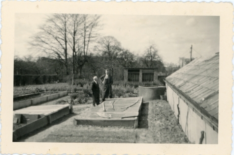 Serre boomkwekerij De Moor, Oosterzele, jaren 1940-1950
