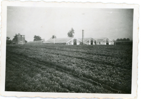 Serres en azalea&#039;s bloemisterij Floré, Lochristi, 1940-1955
