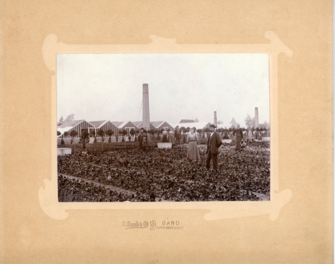 Bloemisterij Van Hecke, Zaffelare, 1896-1906
