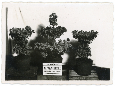 Azalea japonica van Van Hecke, Gent, 1940-1950
