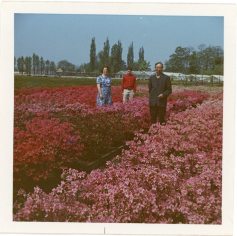 René Van Hecke tussen azalea&#039;s, Zaffelare, jaren 1960
