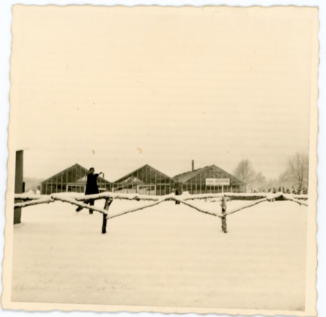 Serres van bloemisterij Roggeman, Heusden, 1968