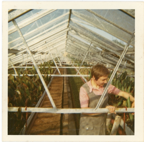 Ficussen bij bloemisterij Roggeman, Heusden, 1970