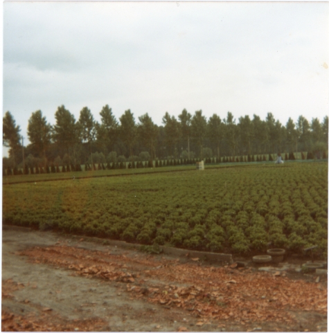 Azalea&#039;s op bloemisterij Roggeman, Heusden, jaren 1970