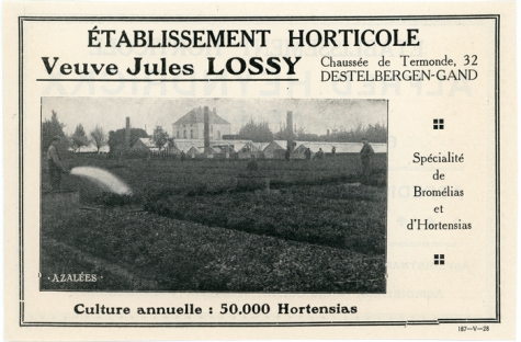 Advertentie van bloemisterij Lossy, Destelbergen, jaren 1920
