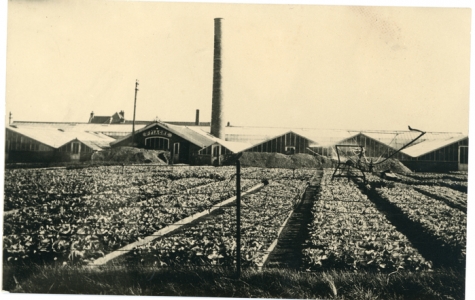 Serres van bloemisterij St.-Fiacre, Destelbergen, begin 1900
