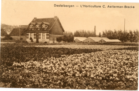 Bloemisterij Aelterman-Bracke, Destelbergen, 1942
