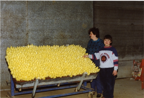 Vers witloof uit de kweekcel, witloofbedrijf Van De Keere, Sint-Lievens-Houtem, 1995