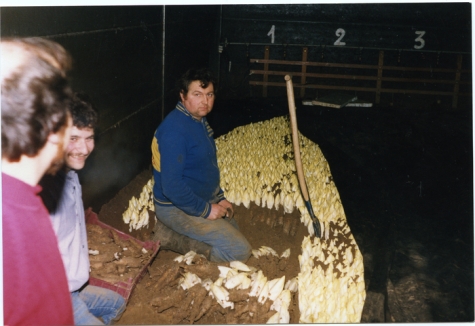 Witloof oogsten in de schuur bij Van De Keere, Sint-Lievens-Houtem, eind jaren 1980