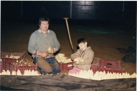 Witloof oogsten bij Van De Keere, Sint-Lievens-Houtem, eind jaren 1980