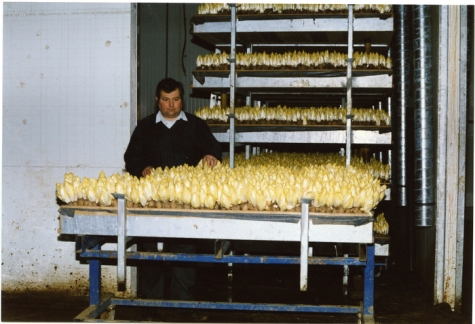 Kweekcel witloofbedrijf Van De Keere, Sint-Lievens-Houtem, jaren 1990