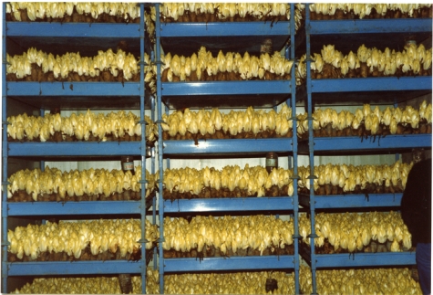 Witloof in kweekcel, witloofbedrijf Van De Keere, Sint-Lievens-Houtem, jaren 1990