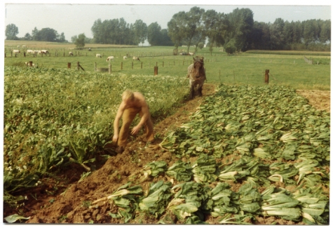 Witloofwortels rooien bij Van De Keere, Sint-Lievens-Houtem, jaren 1970