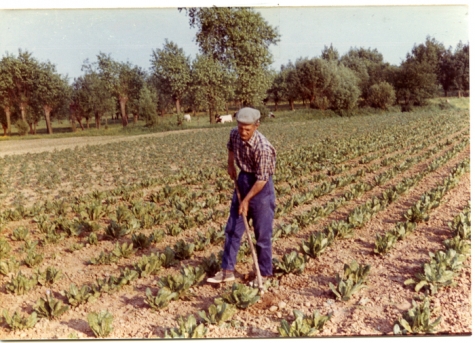 Schoffelen op het veld, Sint-Lievens-Houtem, 1970-1980