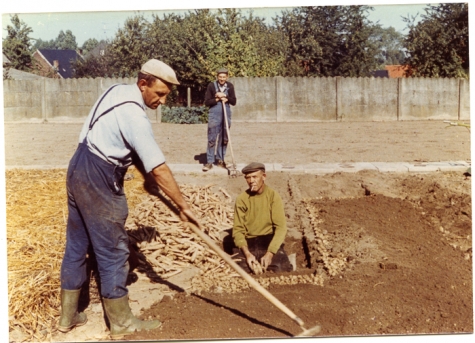 Inzetten van witloofwortels, Sint-Lievens-Houtem, jaren 1980