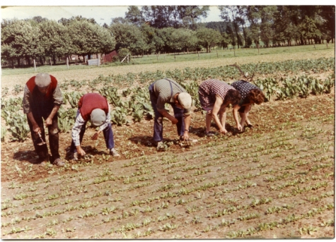 Wieden op het witloofveld, Sint-Lievens-Houtem, jaren 1970-1980