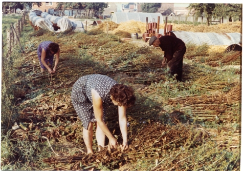 Productie witloofzaad, witloofkweker Van De Slijke, Sint-Lievens-Houtem, jaren 1970-1980
