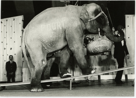 Circusact van Harry Malter met olifant Chamba en bok Mecky