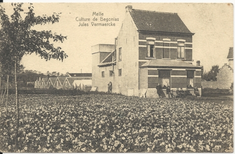Melle / Culture de Begonias / Jules Vermaercke