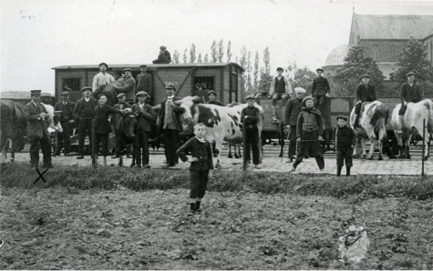 Runderen aan de tramstatie, Merelbeke