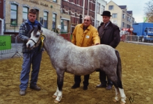 Winnaar paardenkeuring, Sint-Lievens-Houtem, jaren 1990