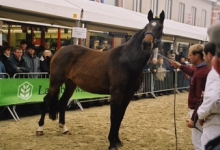 Keuring Belgisch warmbloedpaard, Sint-Lievens-Houtem, 1998-2005