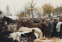 Paarden en pony's op Houtem Jaarmarkt, Sint-Lievens-Houtem, 1995