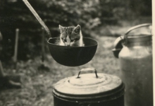 Kitten op chirokamp, Neerpelt, 1954