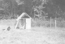 Kippen op kamp chiro Melle, Willerzie, 1974