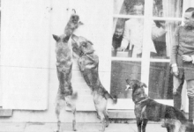 Honden voor de ramen van kasteel Pijcke, Melle, 1917.