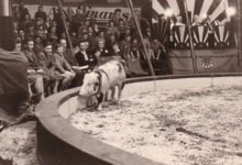 Toto en zijn varken, Circus Appolinaris, 1955